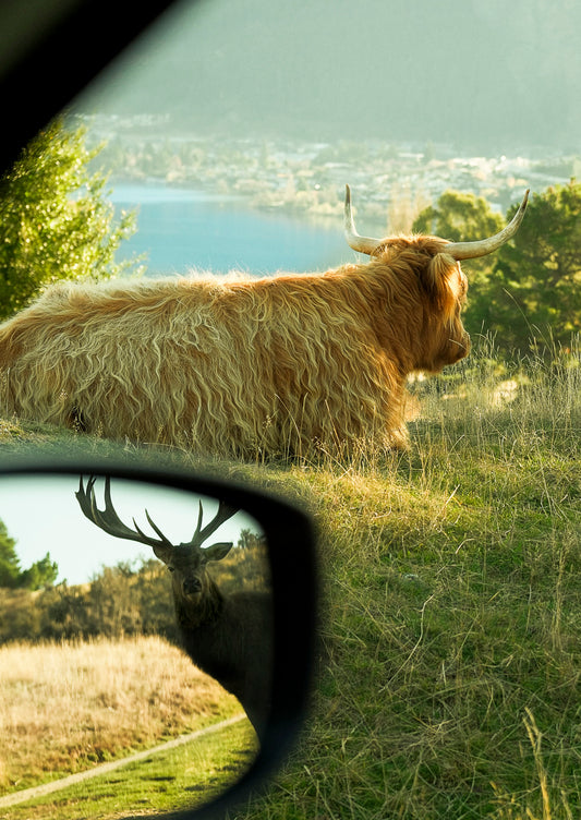 Highland cow in a field with a deer's reflection in a car mirror.