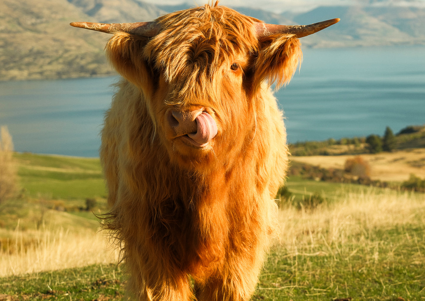 Highland cow standing in a field with a scenic background of water and mountains.